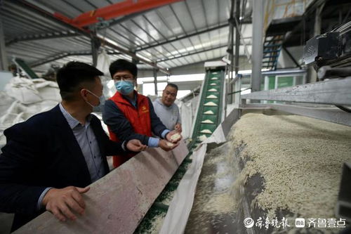 豆渣巧變貓砂，茌平創(chuàng)新寵物服務(wù)揚(yáng)帆出海