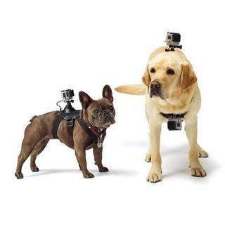 寵物用品大盤點(diǎn) 這些寶貝你入手了嗎