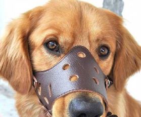 武漢出臺養犬管理新規 遛狗不戴嘴套最高罰千元，物業監管不力最高罰3萬