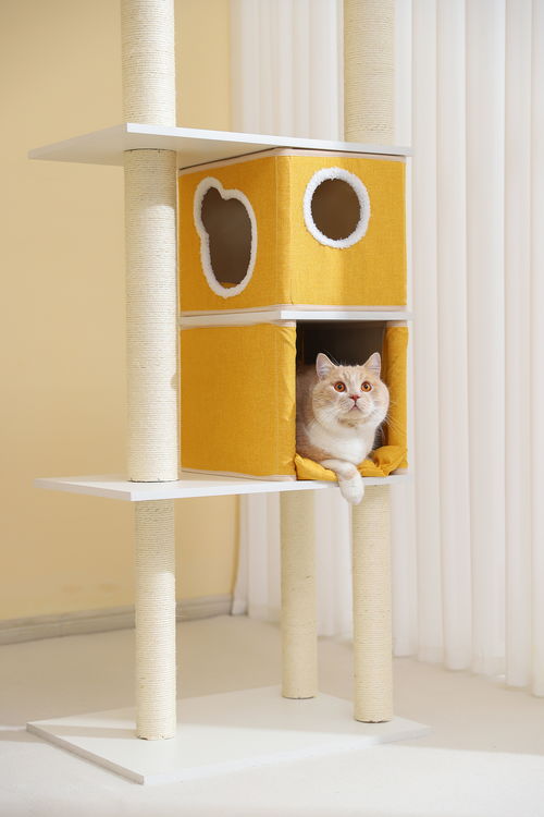 寵物用品新寵 天元貓爬架及專業(yè)寵物美容服務(wù)指南