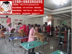 寵物美容培訓(xùn)與電子商務(wù)技術(shù)服務(wù) 現(xiàn)代寵物行業(yè)的雙輪驅(qū)動(dòng)